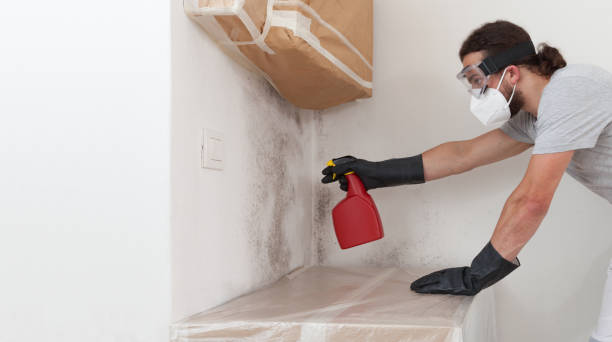 Professional Basement Mold Remediation technician working in Euless, TX